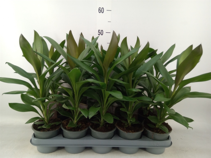 <h4>Cordyline  'Glauca'</h4>