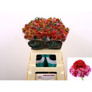 SCAB AT F SCOOP B PI