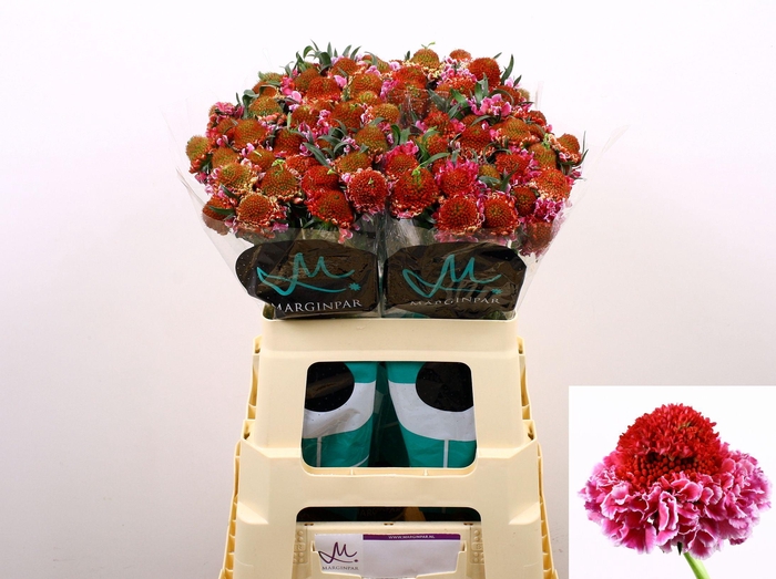 <h4>SCAB AT F SCOOP B PI</h4>