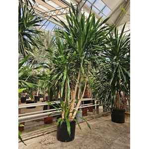 Dracaena