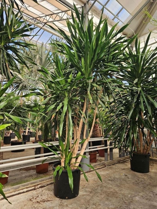 <h4>Dracaena</h4>
