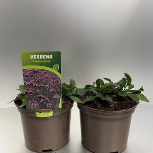 Verbena bonariensis C2