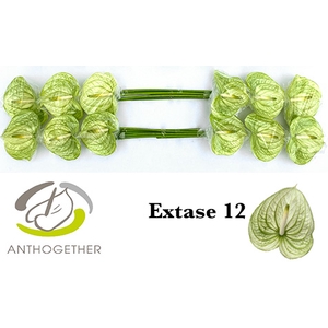 Anthurium Extase