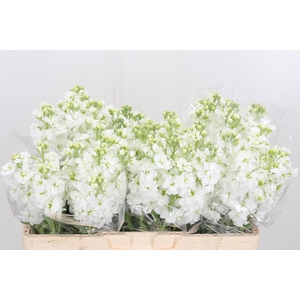 Matthiola Centrum White