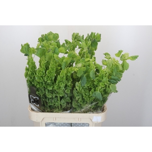 Moluccella Laevis