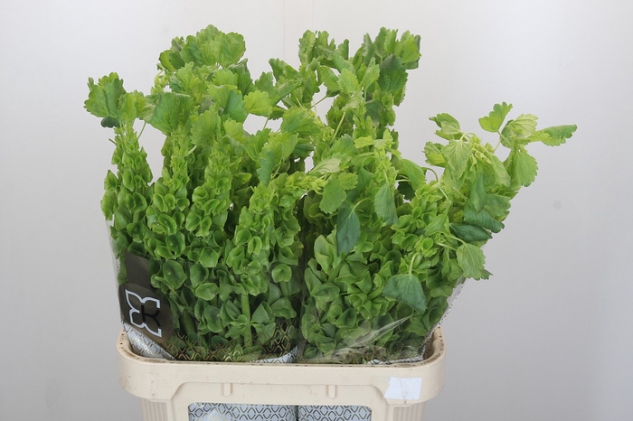 <h4>Moluccella Laevis</h4>