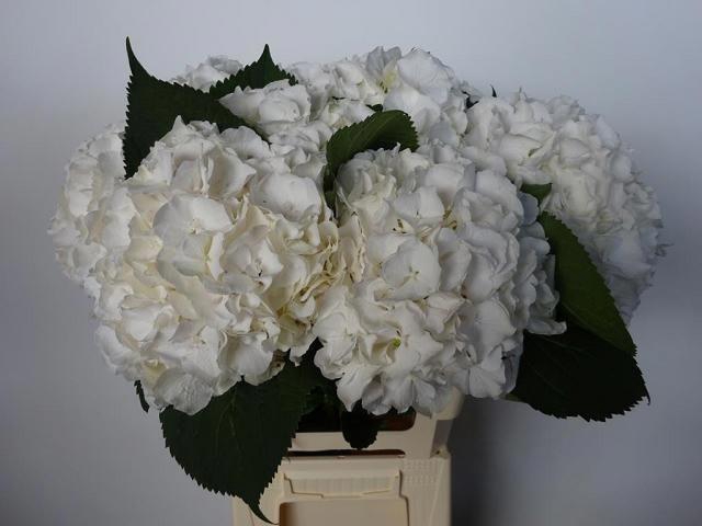 <h4>Hydr M Ch Whi Verena</h4>