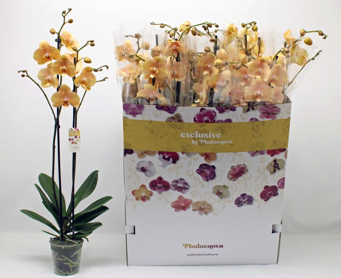 <h4>PHAL OV ORANJE</h4>