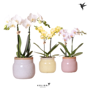 Kolibri Orchids Phalaenopsis mix 2 spike in Vintage Bowl pot mix