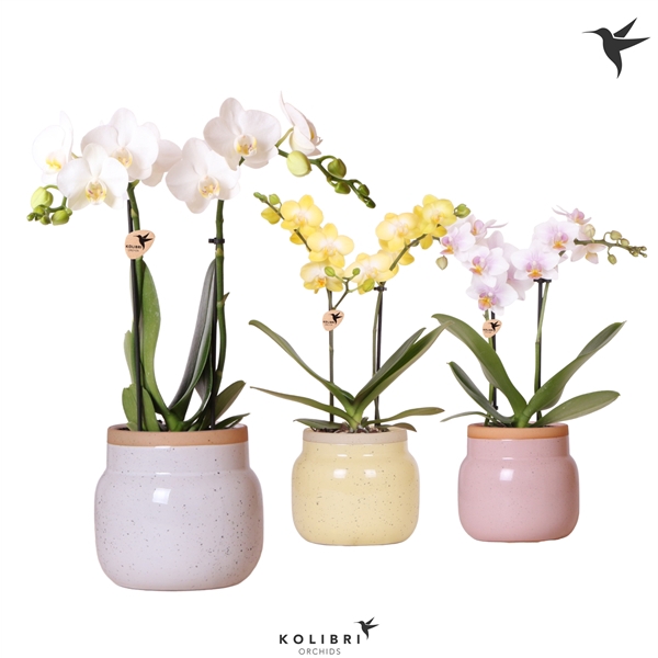 <h4>Kolibri Orchids Phalaenopsis mix 2 spike in Vintage Bowl pot mix</h4>