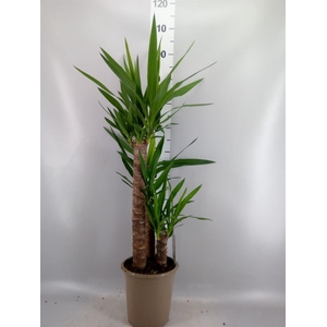 Yucca   ...