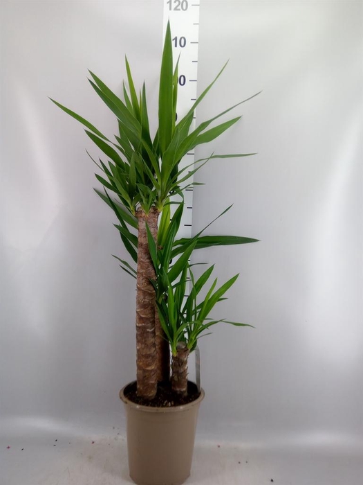<h4>Yucca   ...</h4>