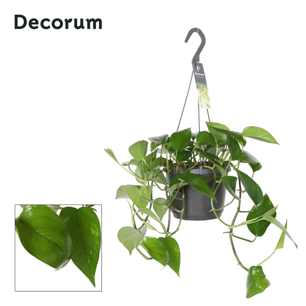<h4>Epipremnum pinnatum 'Aureum' (hang)</h4>