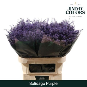 Solidago L80 Purple