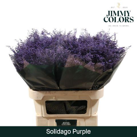 <h4>Solidago L80 Purple</h4>