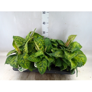 Homalomena  'Camouflage'