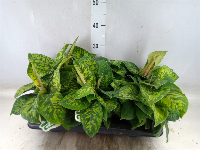 <h4>Homalomena  'Camouflage'</h4>