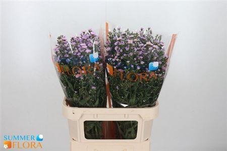 <h4>Ast Painted Lady</h4>