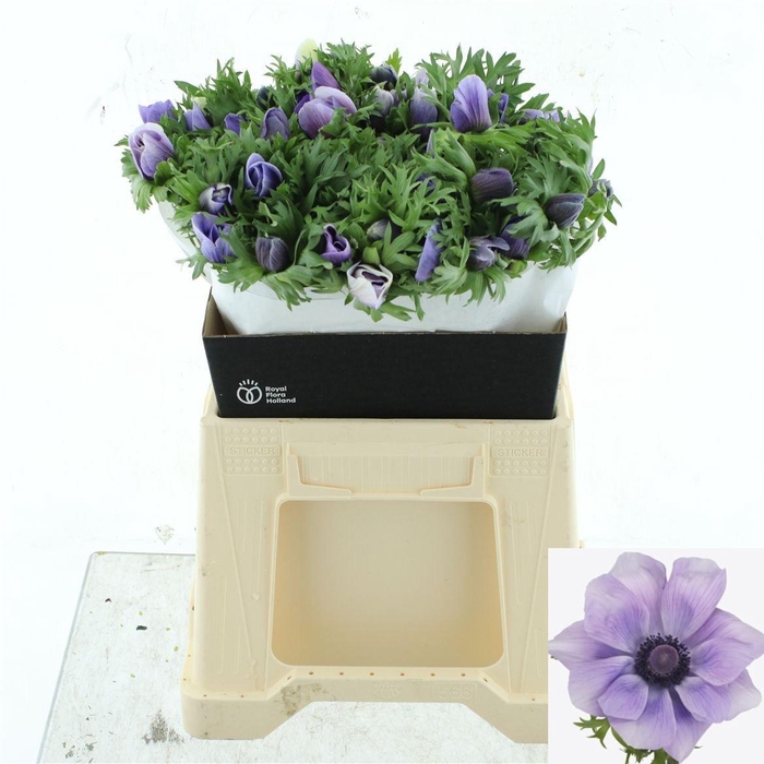 <h4>ANEM CO MIS + AZZURR</h4>