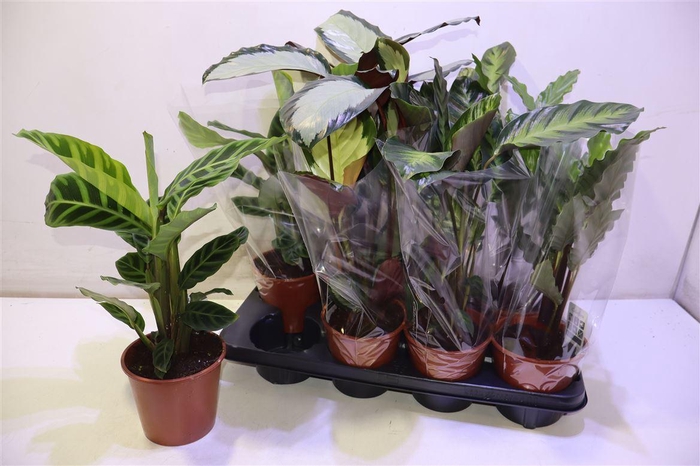 <h4>arr8 Calat Gem 3 Srt</h4>