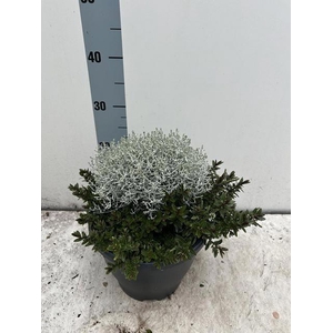 LEUCOPH BROWNII