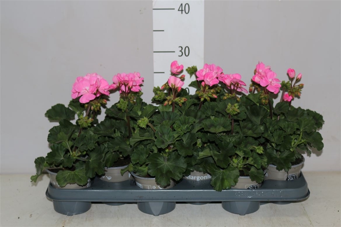 <h4>Pelargonium Zonale Roze</h4>