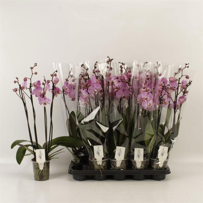 <h4>PHAL AN MILWAUKEE</h4>