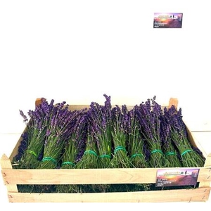 Lavandula Angust Bos