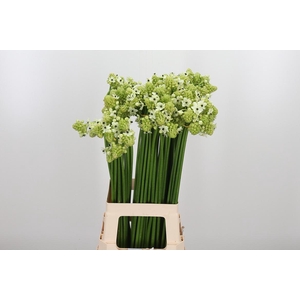 Ornithogalum Saundersiae