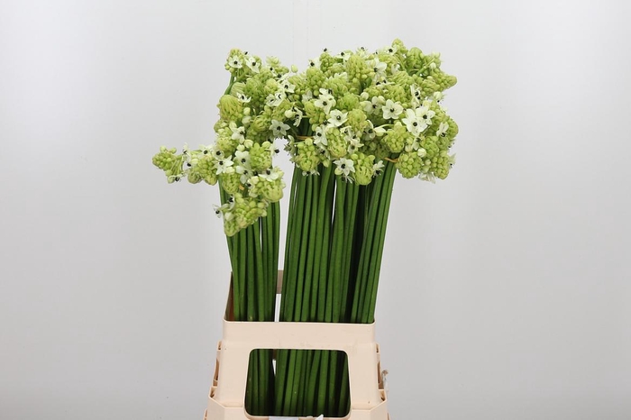 <h4>Ornithogalum Saundersiae</h4>