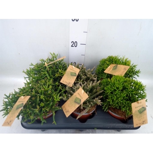 Rhipsalis ...mix