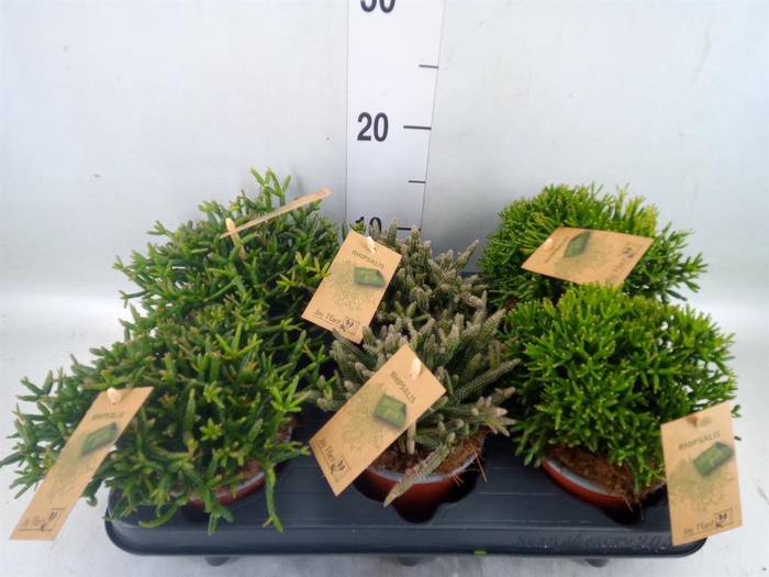 <h4>Rhipsalis   ...mix</h4>