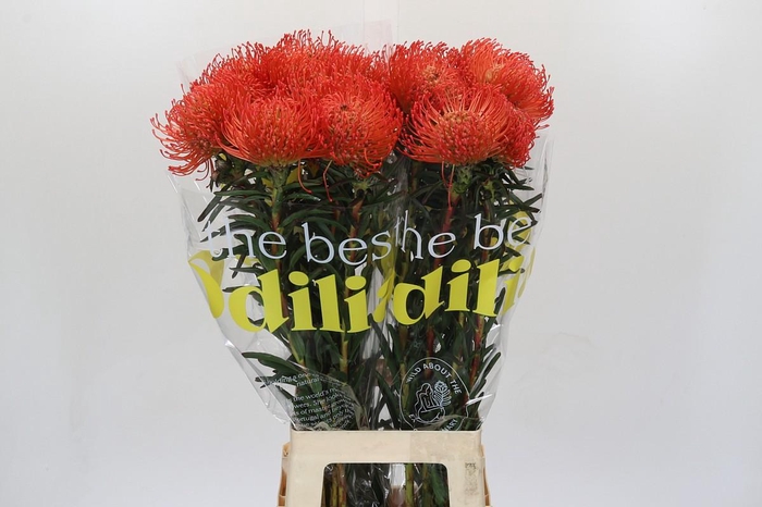 <h4>Nutans Succession</h4>