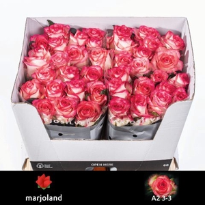 R Gr Jumilia Marjoland A2