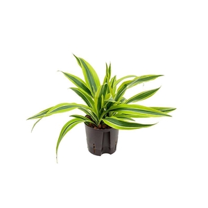 Dracaena fragrans 'Lemon Lime'