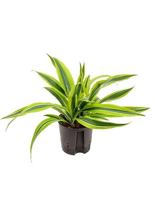 <h4>Dracaena fragrans 'Lemon Lime'</h4>