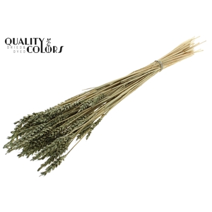 Triticum per bunch Intense Olive