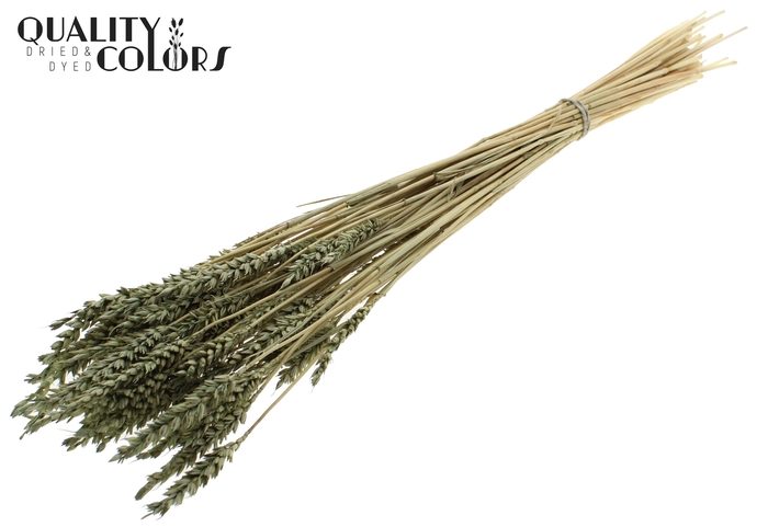 Triticum per bunch Bleached Olive