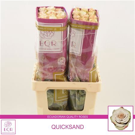 <h4>R EC QUICKSAND</h4>