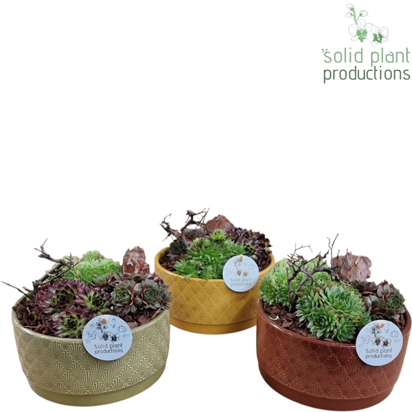 <h4>SMP002 Sarah Autumn Sempervivum</h4>