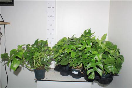 <h4>Monstera Minima</h4>