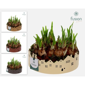 Zinken schaal Huisjes Large met Narcis