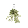 JIBOIA NJOY C21 MIN 50 CM PENDENTE