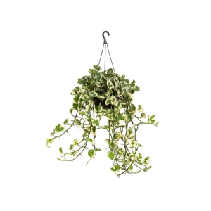 JIBOIA NJOY C21 MIN 50 CM PENDENTE