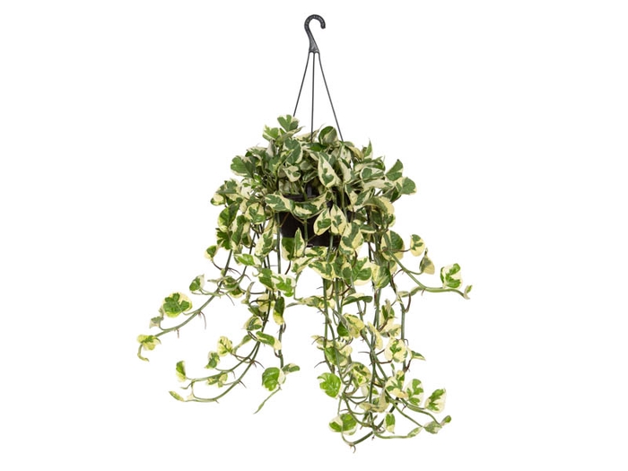 <h4>JIBOIA NJOY C21 MIN 50 CM PENDENTE</h4>