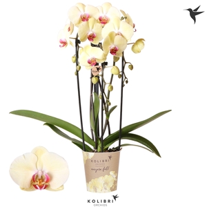 Kolibri Orchids Phalaenopsis Cascade Niagara Fall Desert Breeze 2 spike