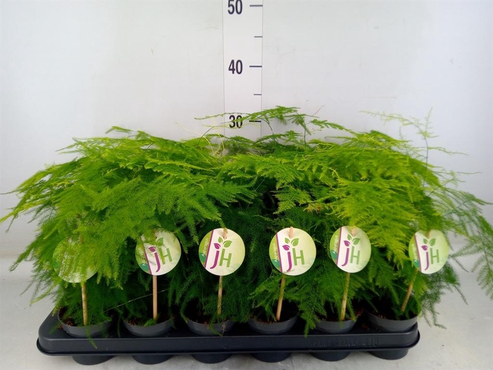 <h4>Asparagus setaceus</h4>