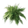 SAMAMBAIA FRANCESA C25