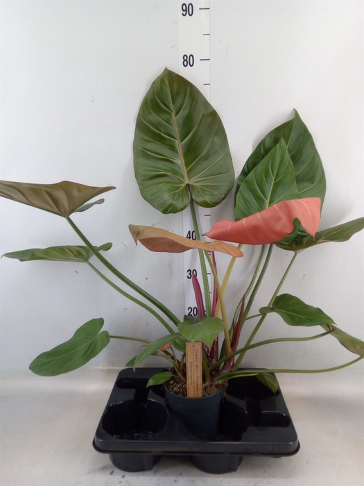 <h4>Philodendron   ...</h4>