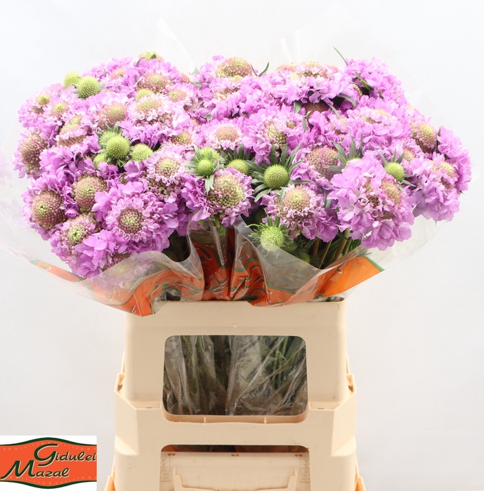 <h4>SCAB AT BB SCOOP UBE</h4>